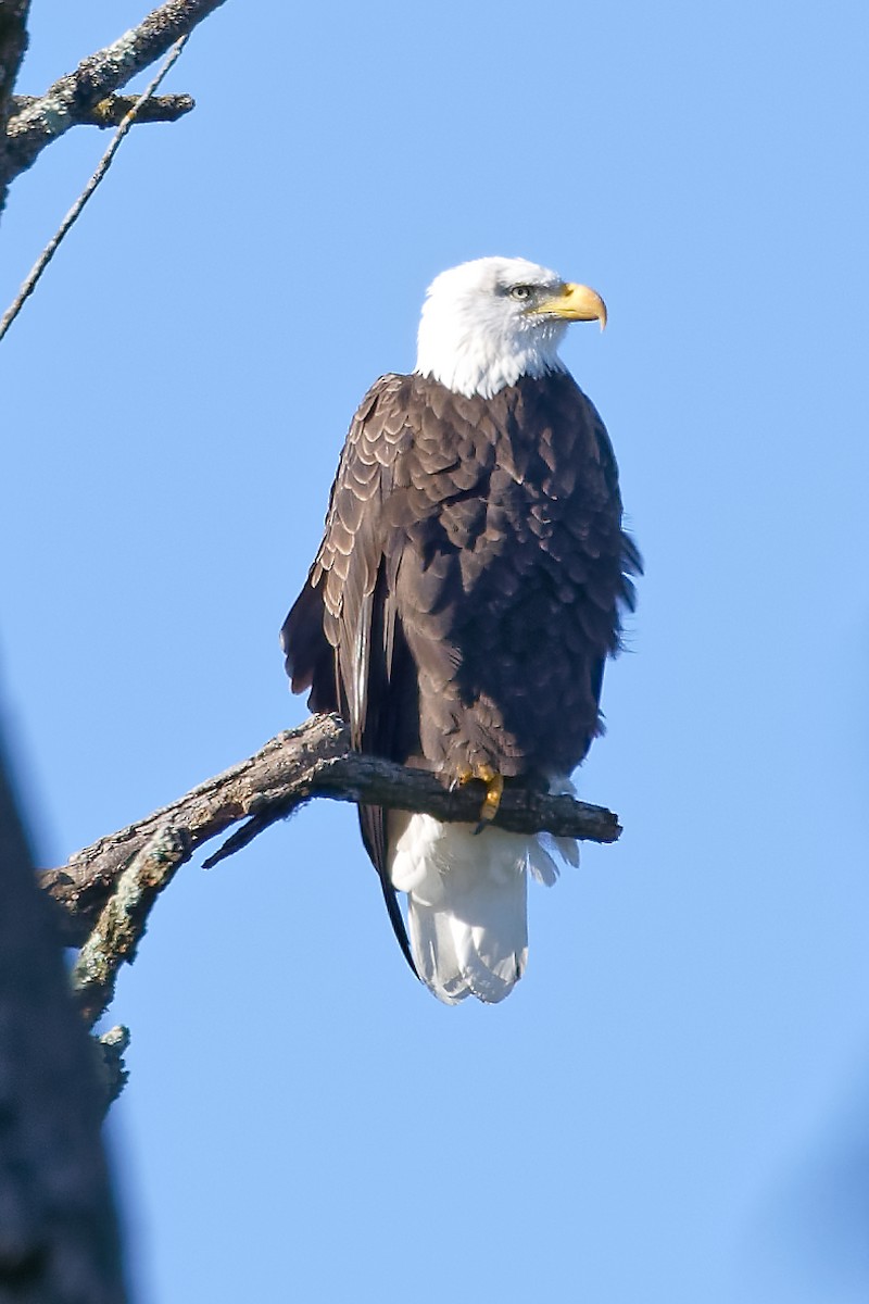 Bald Eagle - ML642769382