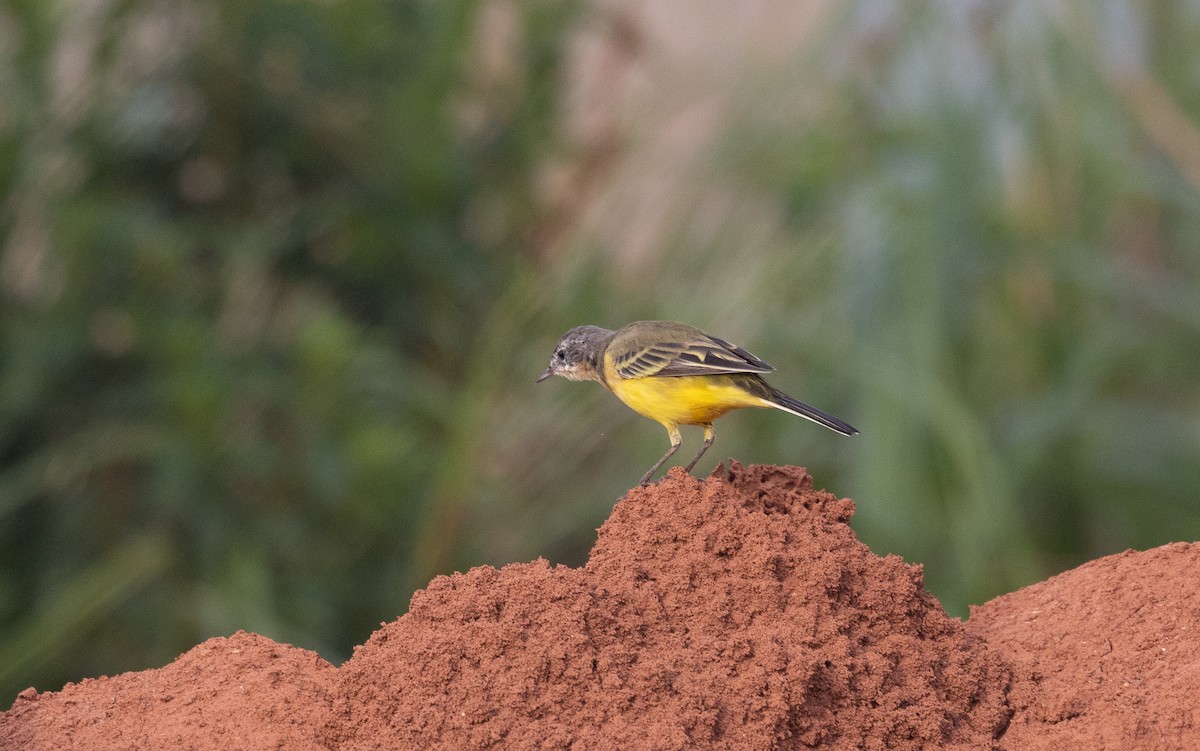 Western Yellow Wagtail - ML642769383