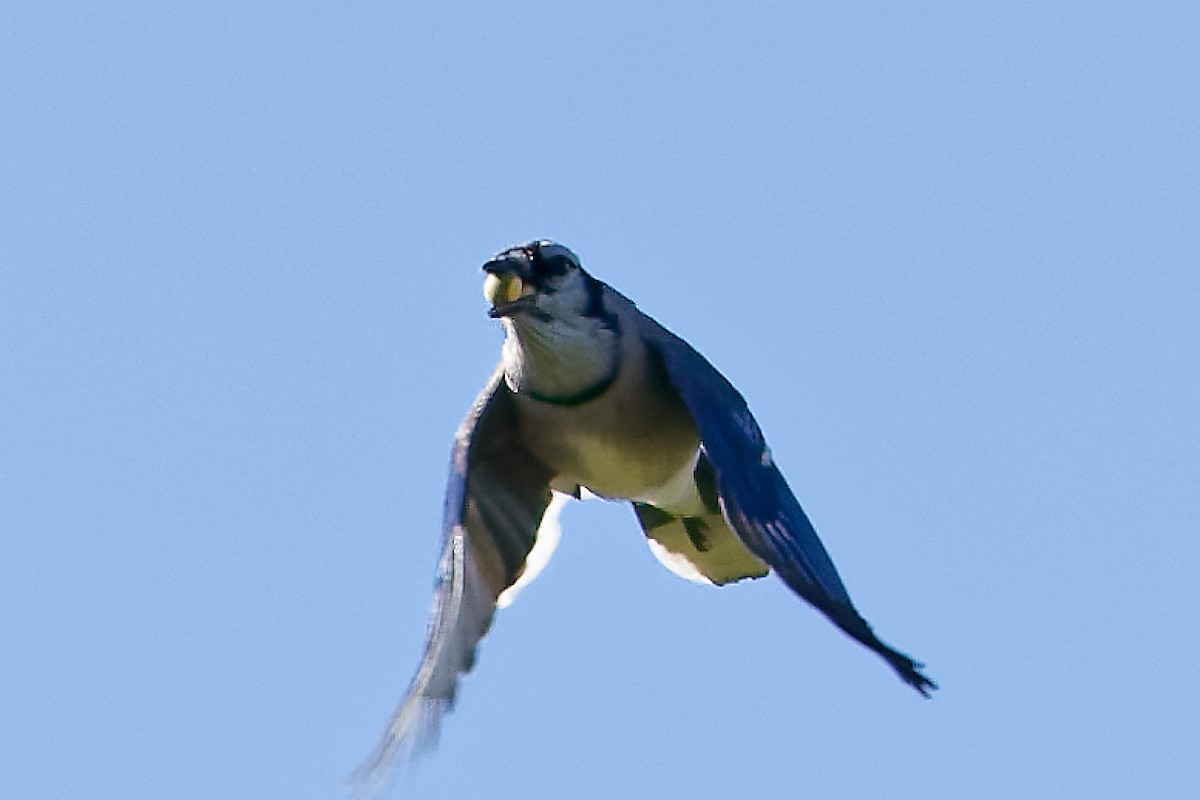 Blue Jay - ML642769386