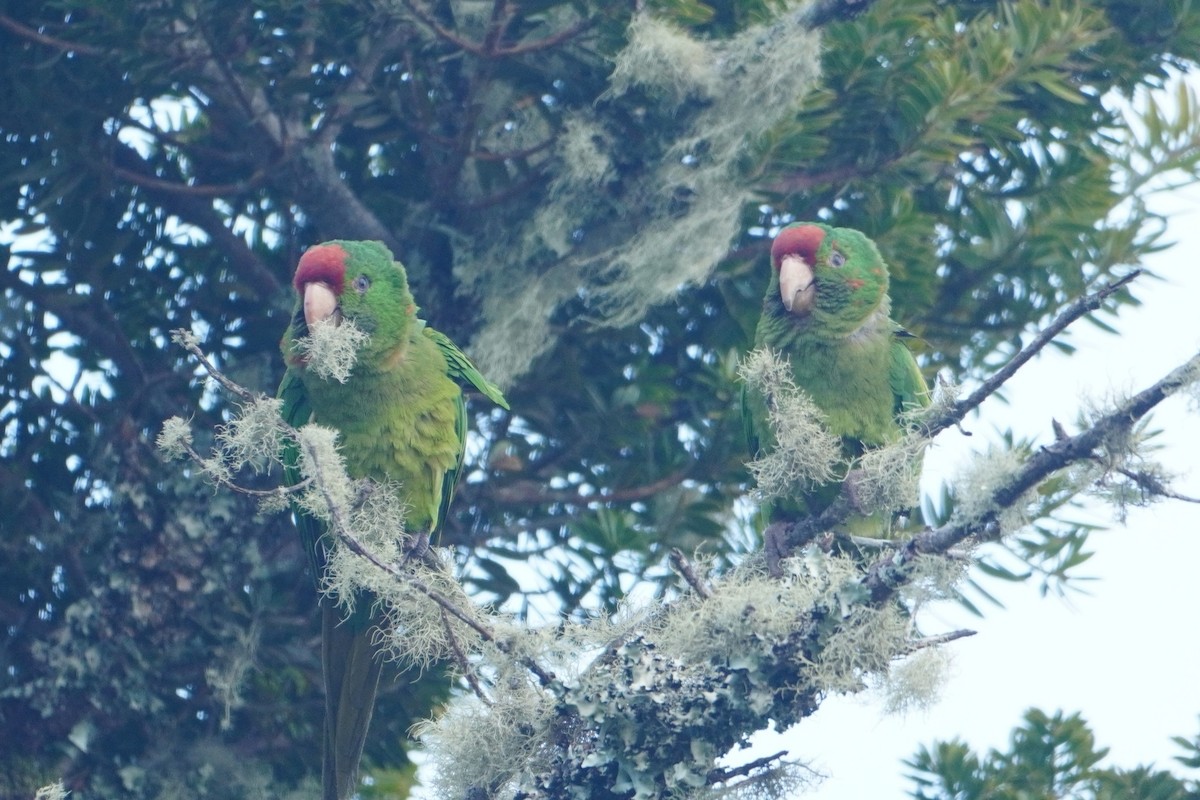 Scarlet-fronted Parakeet - ML642769390