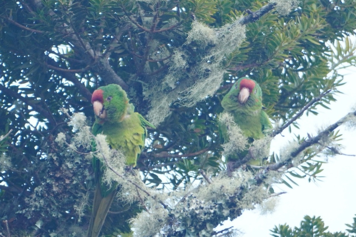 Scarlet-fronted Parakeet - ML642769391