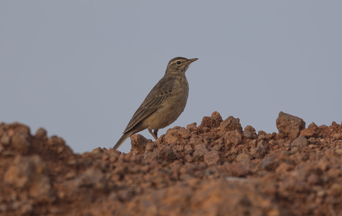 African Pipit - ML642769408