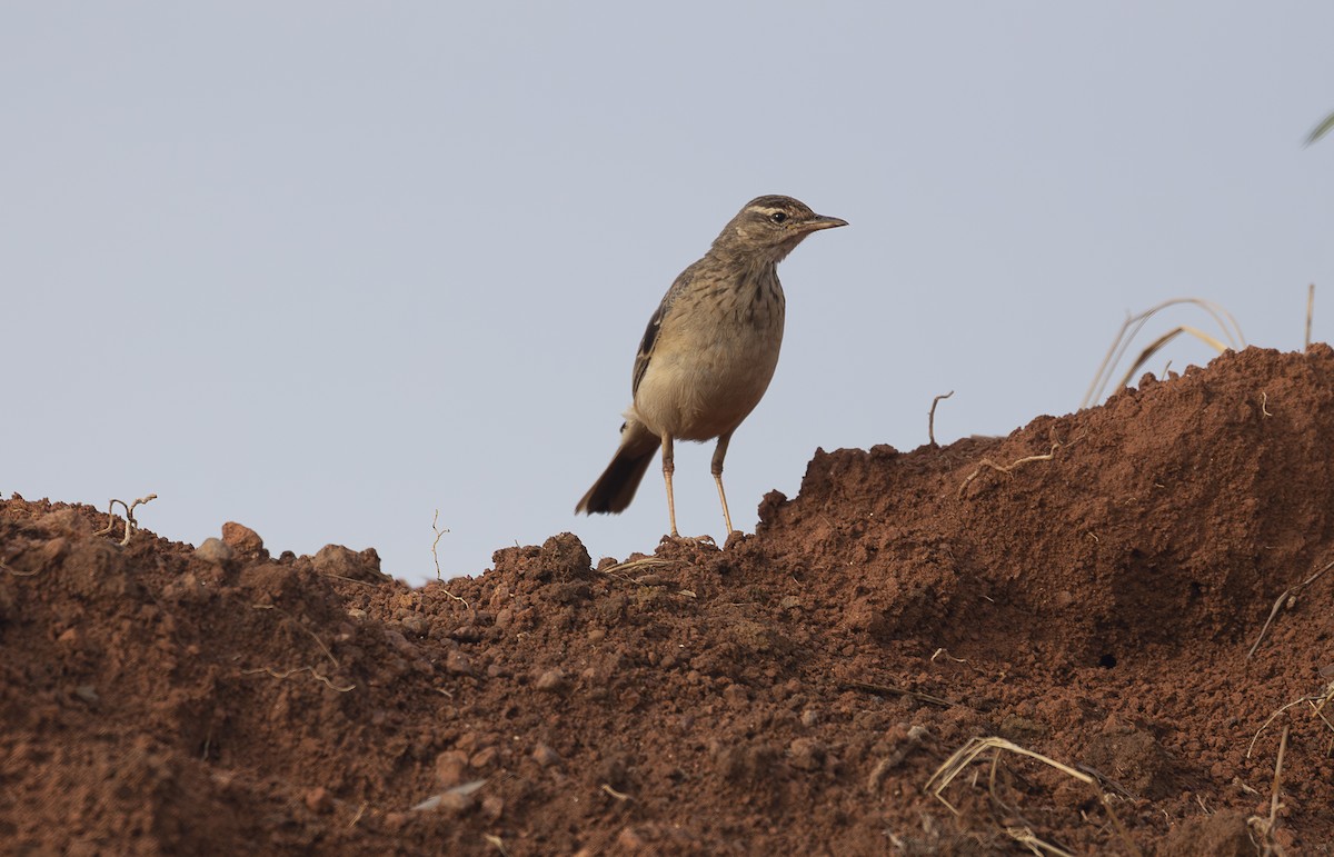 African Pipit - ML642769409