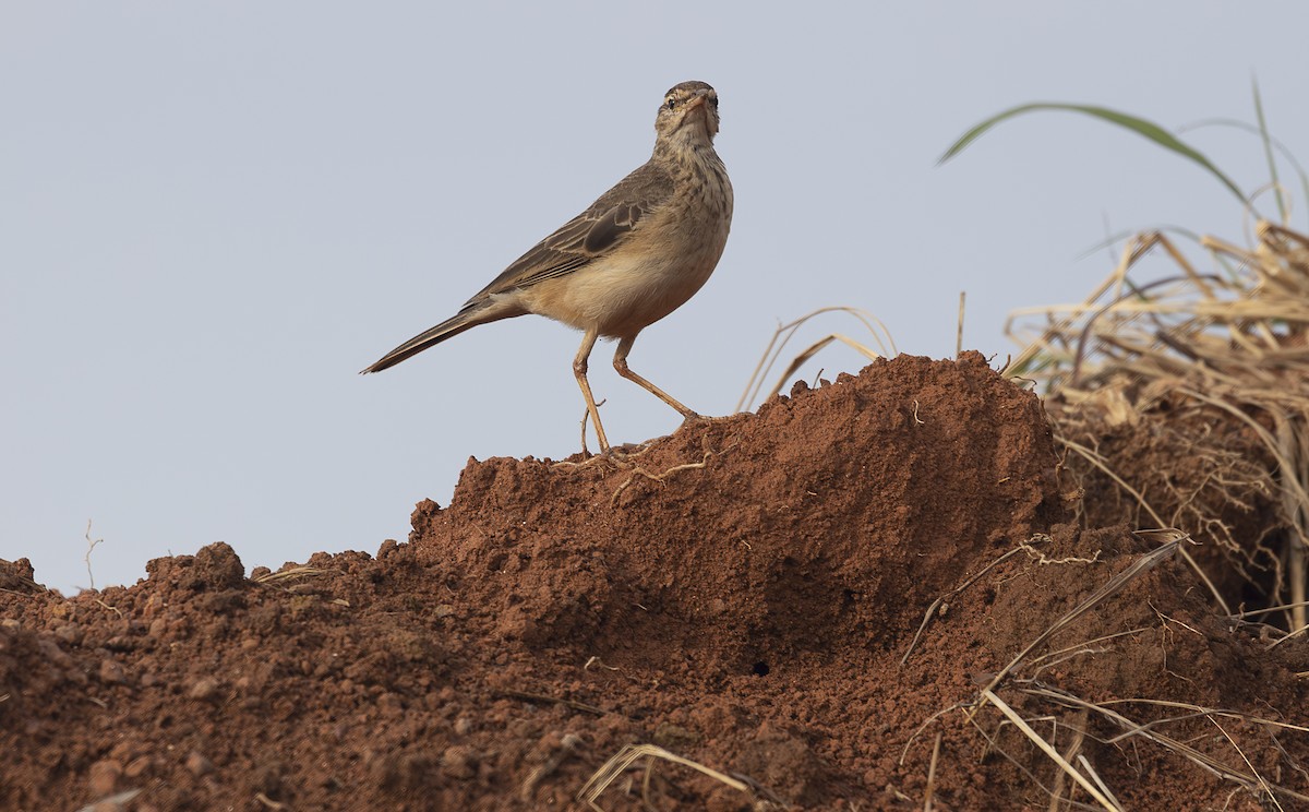 African Pipit - ML642769410