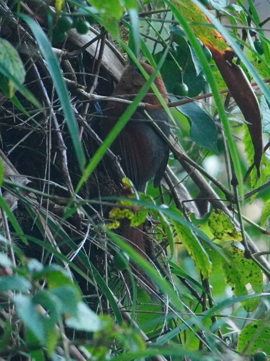 Synallaxe de Santa Marta - ML642769416