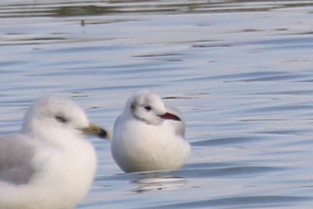 Black-headed Gull - ML642769417