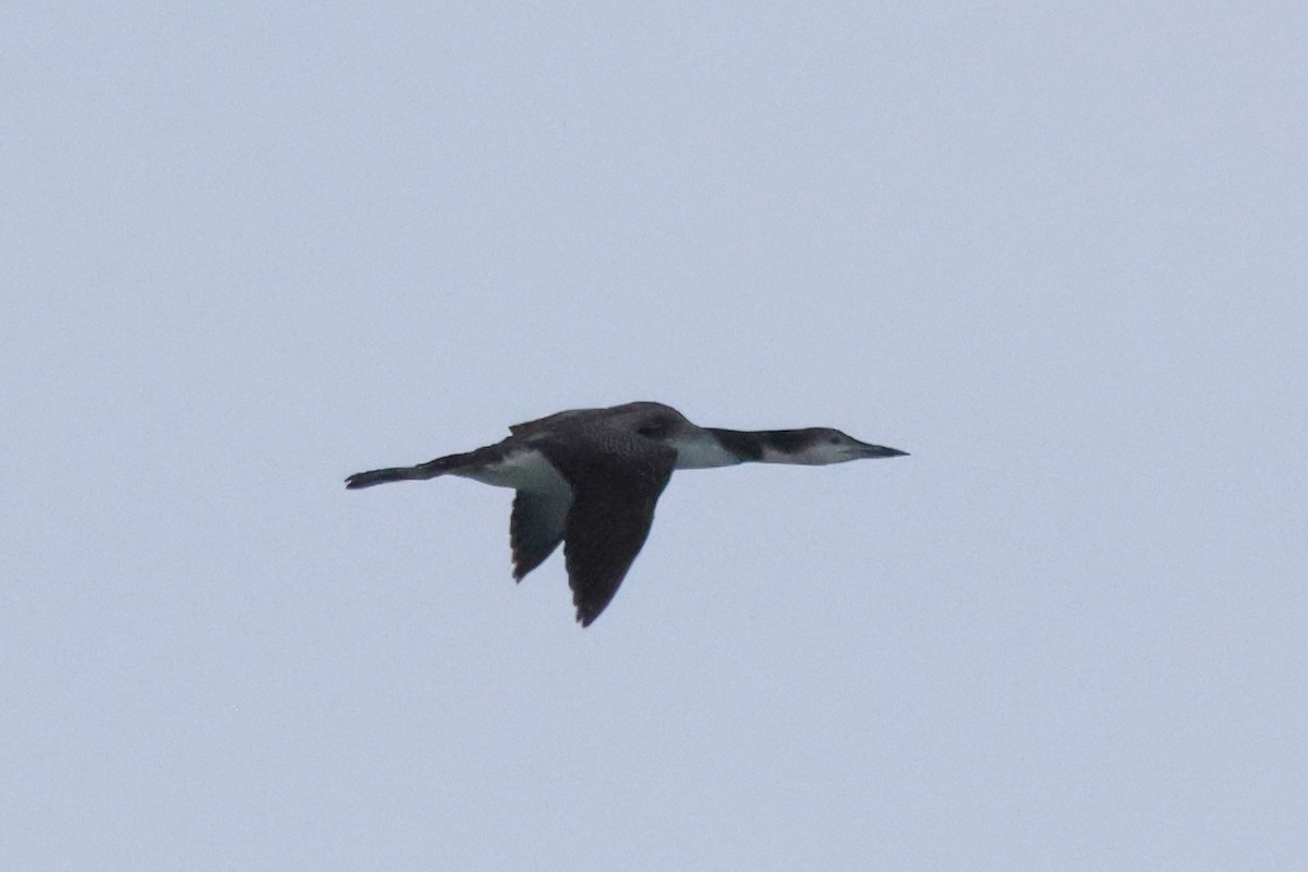 Common Loon - ML642769427