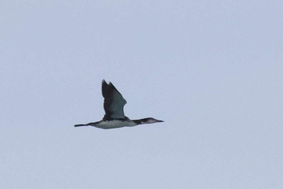 Common Loon - ML642769428
