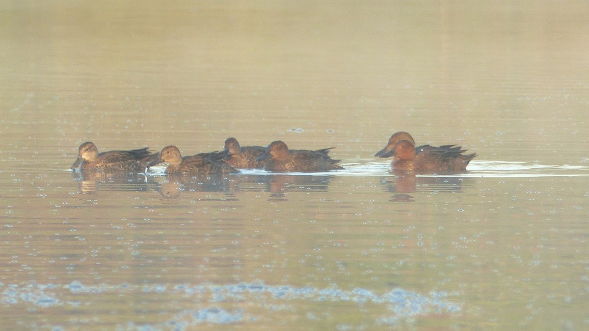 Blue-winged/Cinnamon Teal - ML642769432