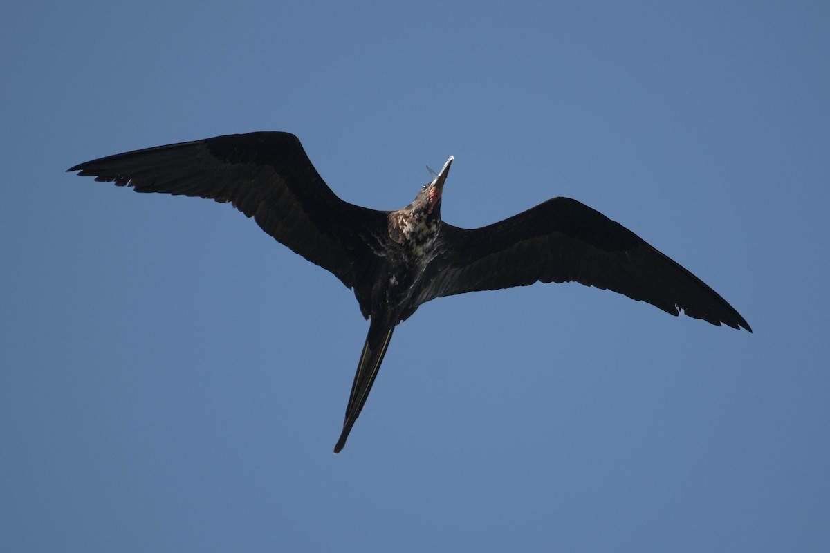 Magnificent Frigatebird - ML642769433