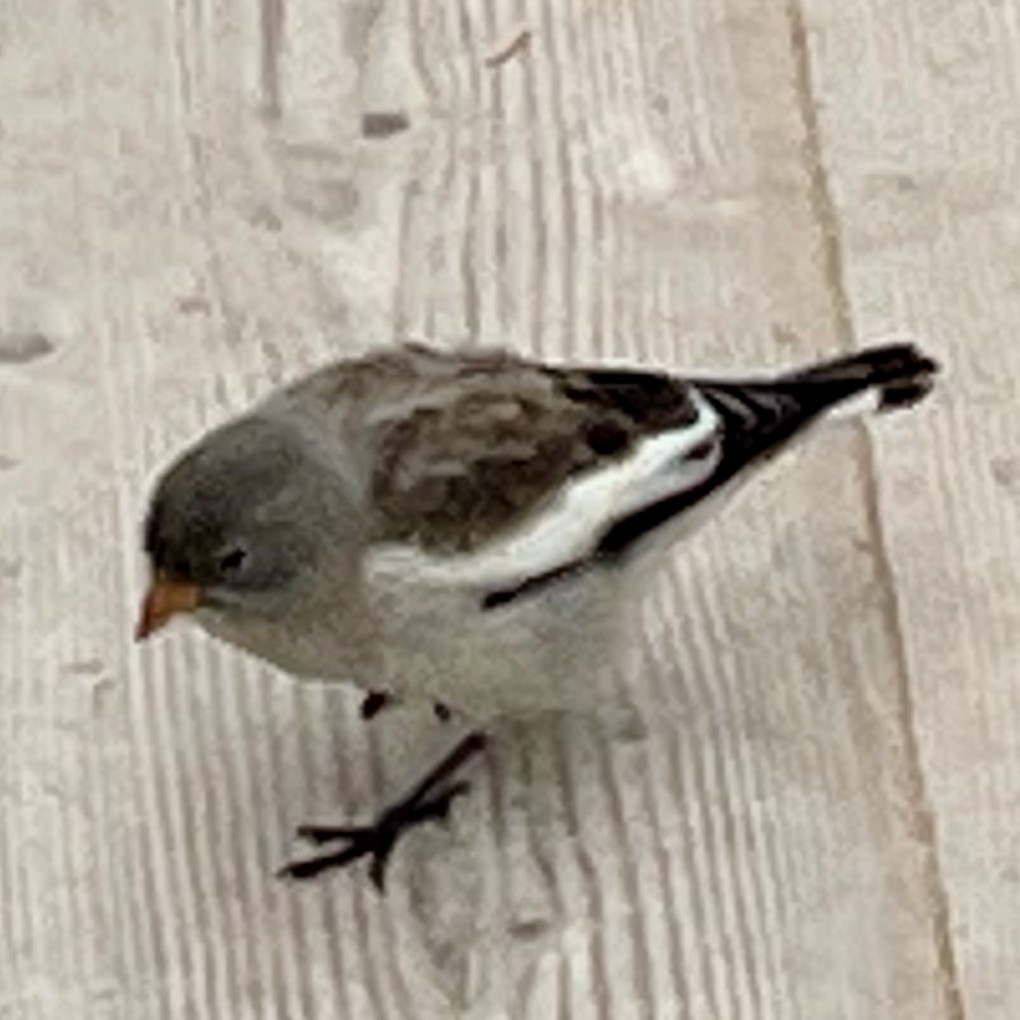 White-winged Snowfinch - ML642769434