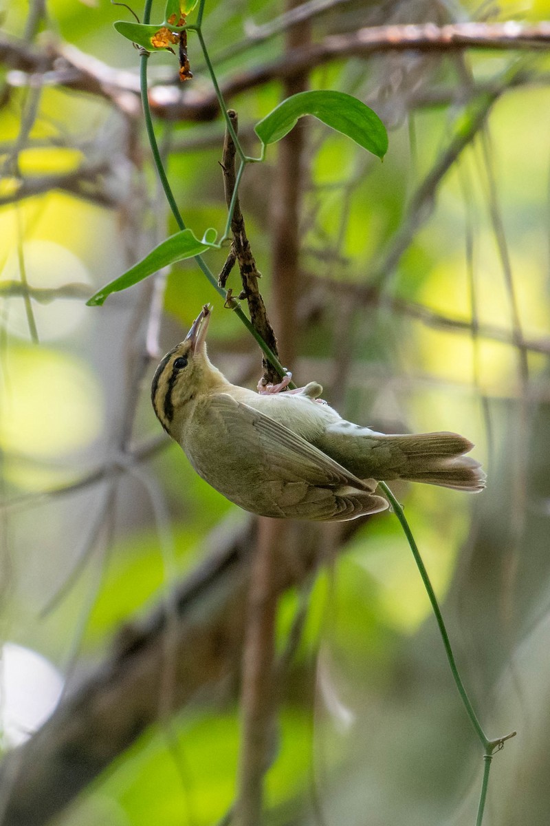 Worm-eating Warbler - ML642769435