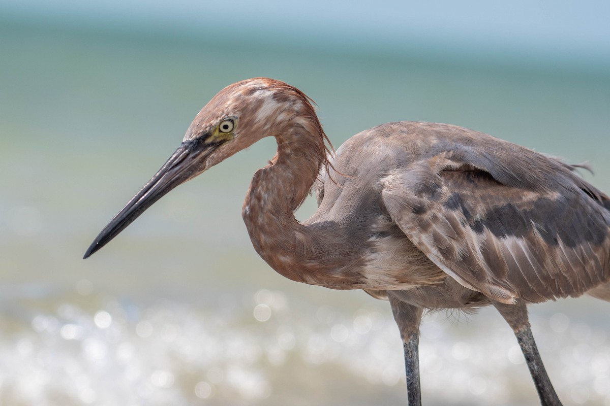 Reddish Egret - ML642769438