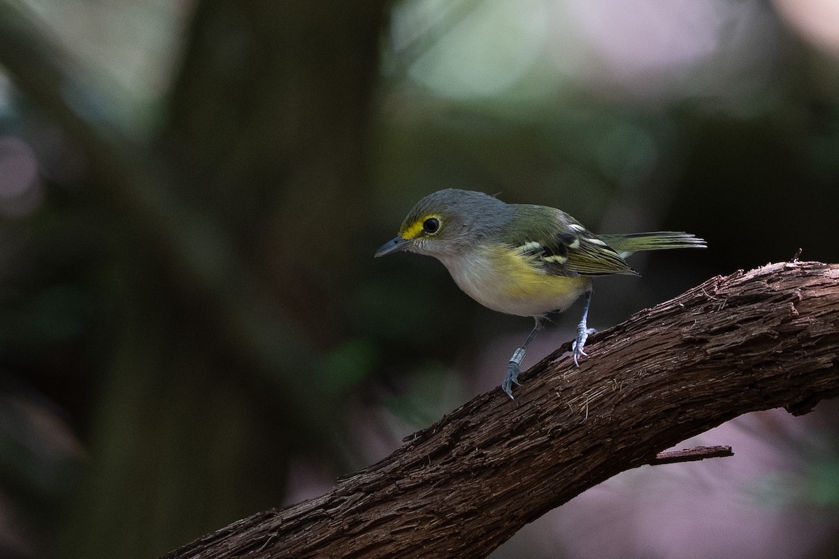 White-eyed Vireo - O. J. Morgan