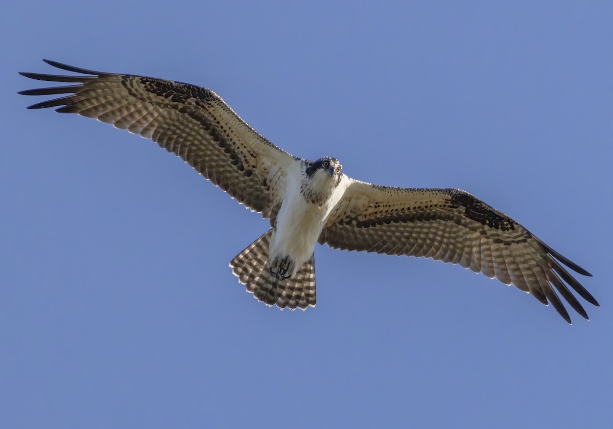 Falco pescatore - ML642769445