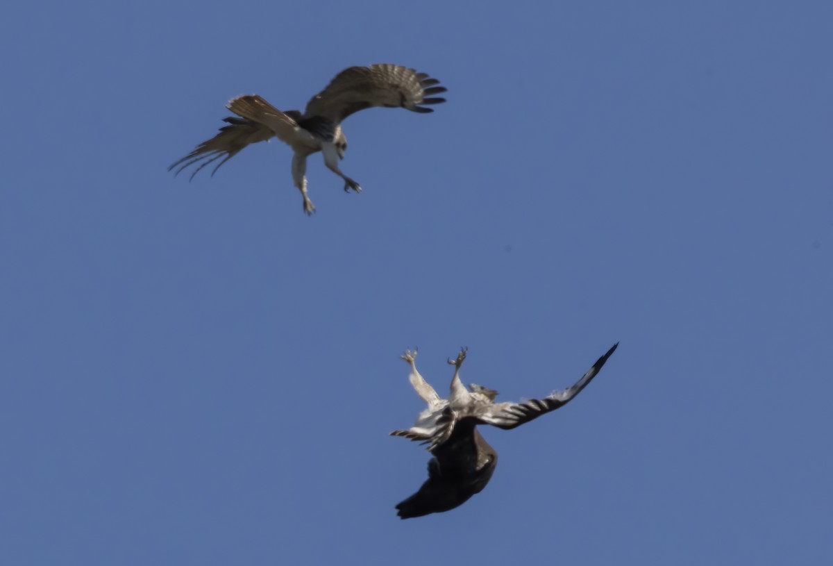 Poiana codarossa - ML642769449