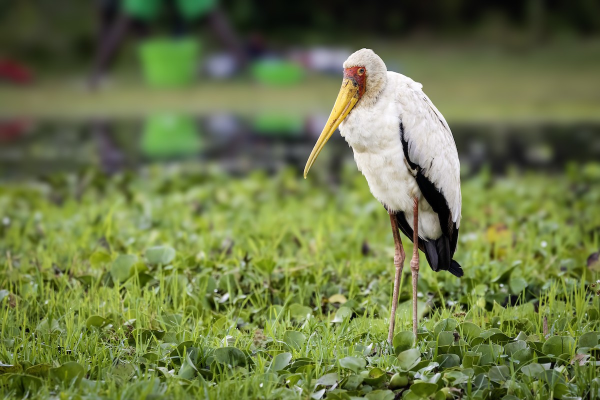 Tantale ibis - ML642769453