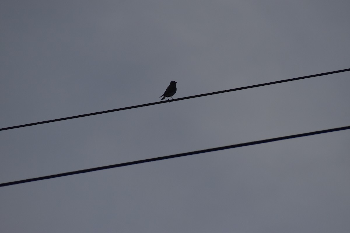 Asian Brown Flycatcher - ML642769454