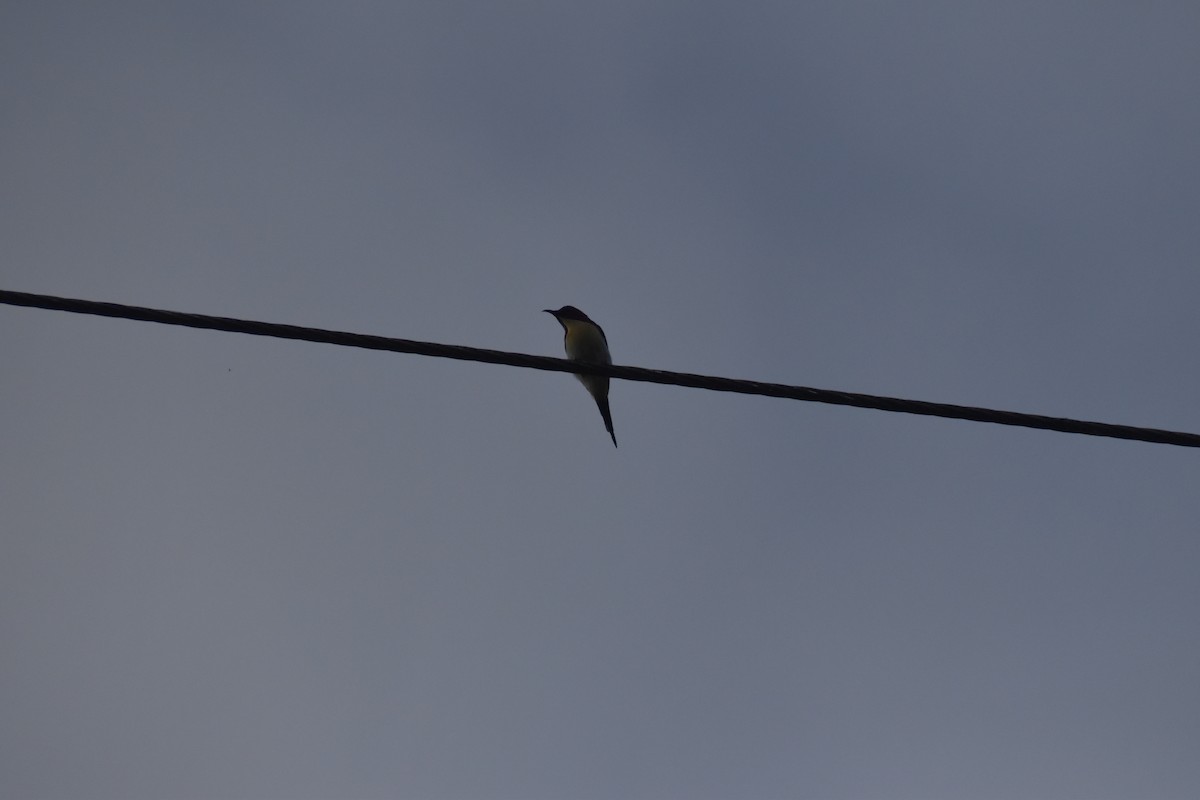 Lovely Sunbird - ML642769456