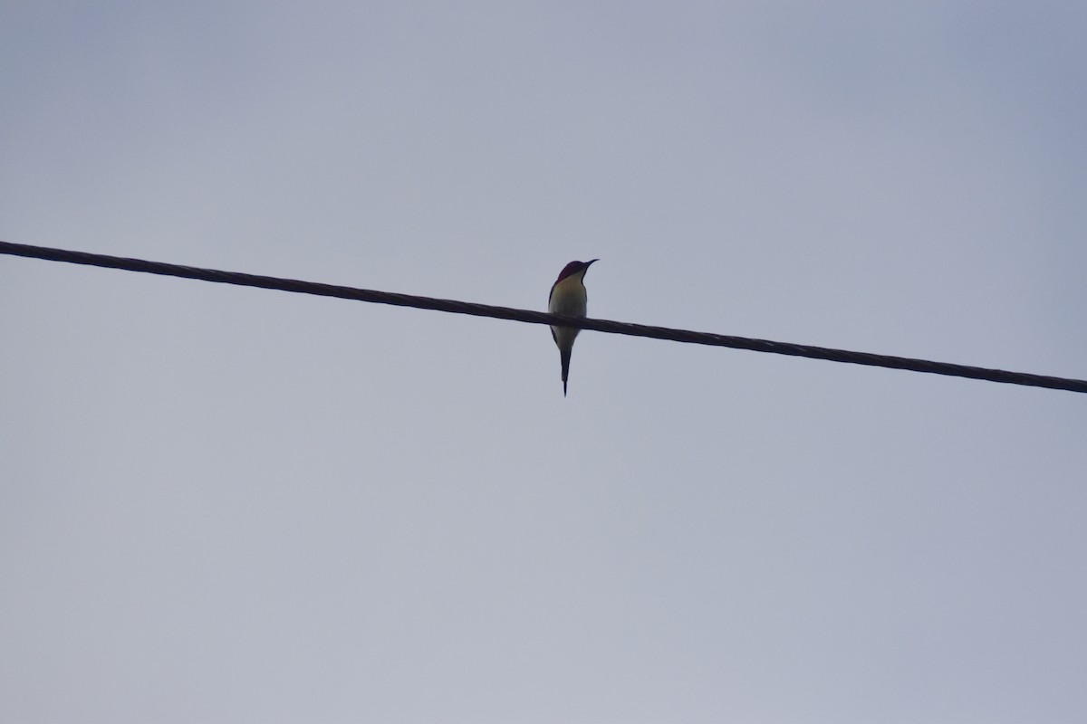 Lovely Sunbird - ML642769457