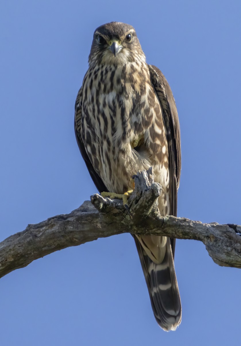 Smeriglio - ML642769459