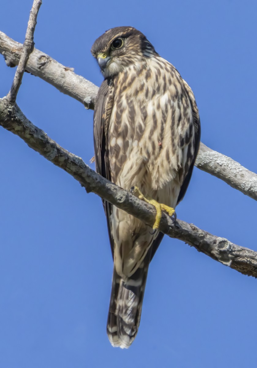 Smeriglio - ML642769460