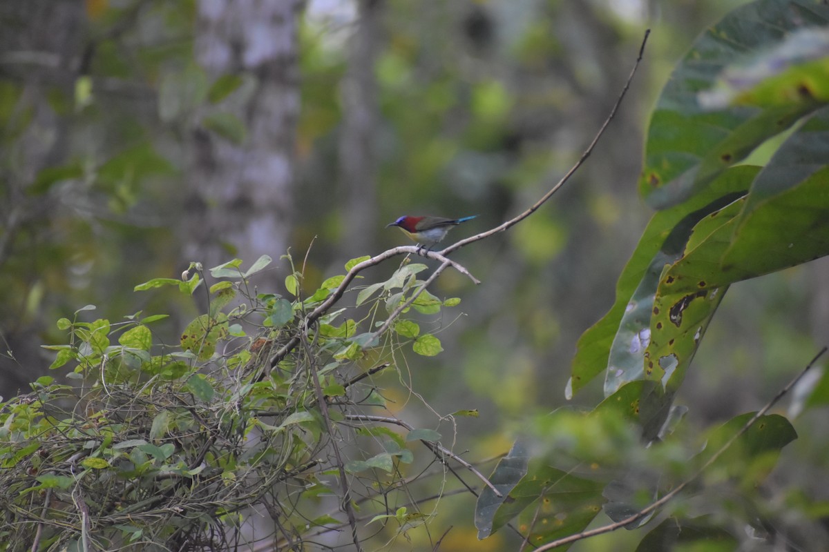 Lovely Sunbird - ML642769465