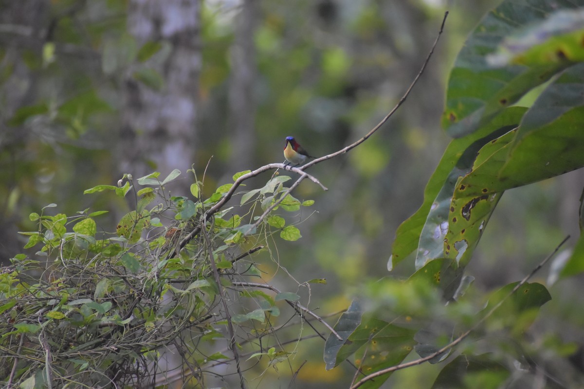 Lovely Sunbird - ML642769466