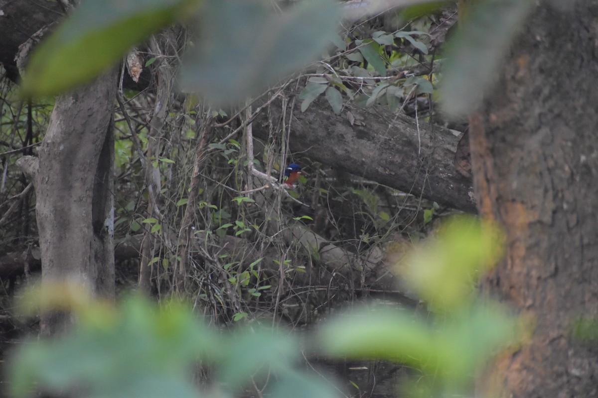 Blue-eared Kingfisher - ML642769479