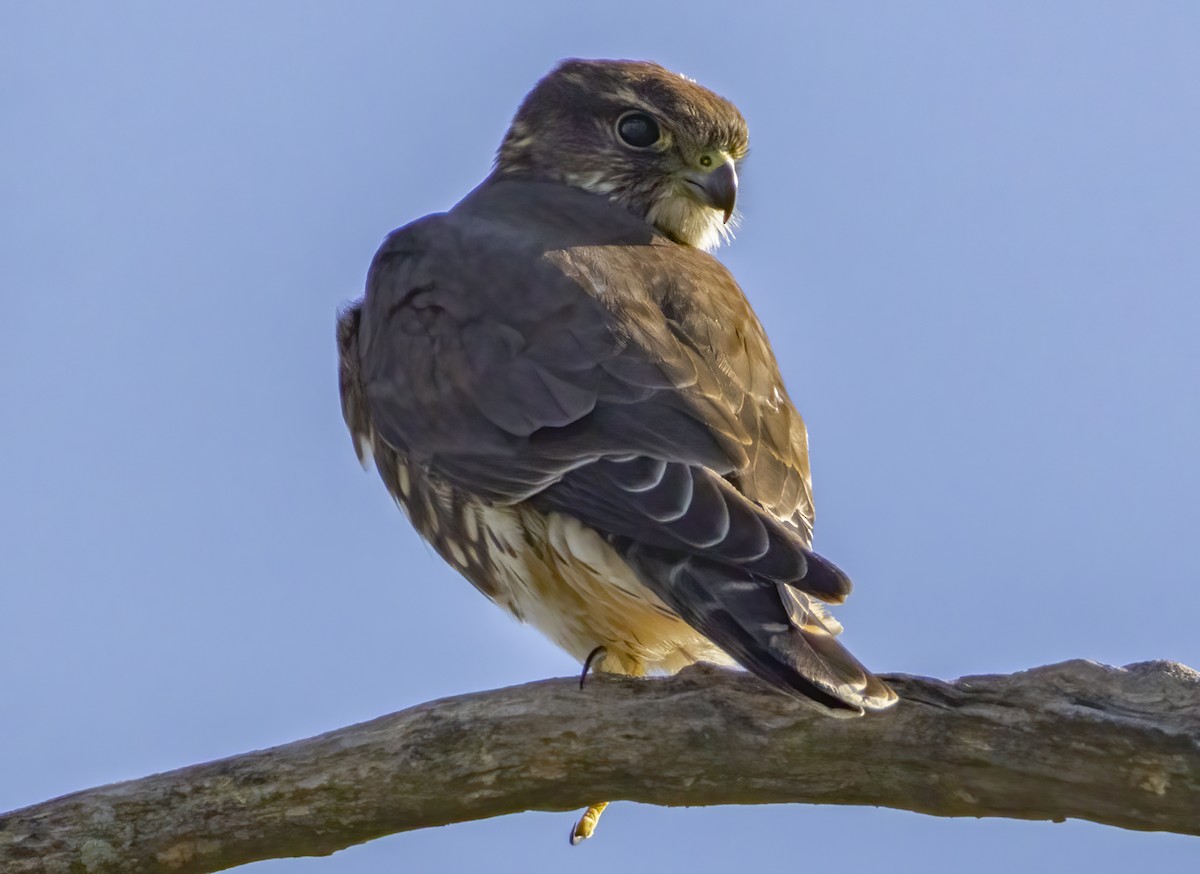 Smeriglio - ML642769484