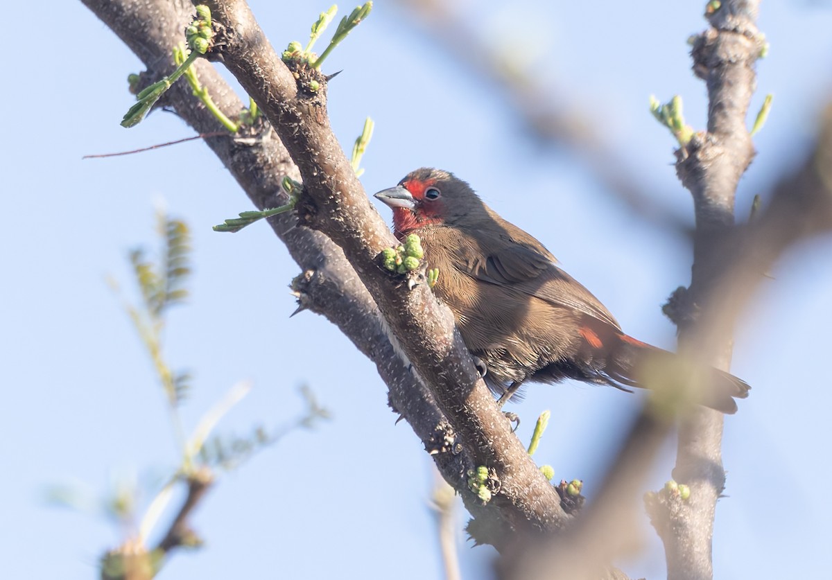 Jameson's Firefinch - ML642769490