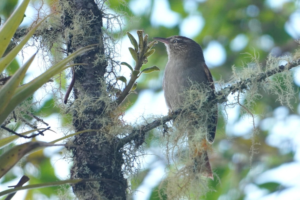 Streak-capped Spinetail - ML642769491