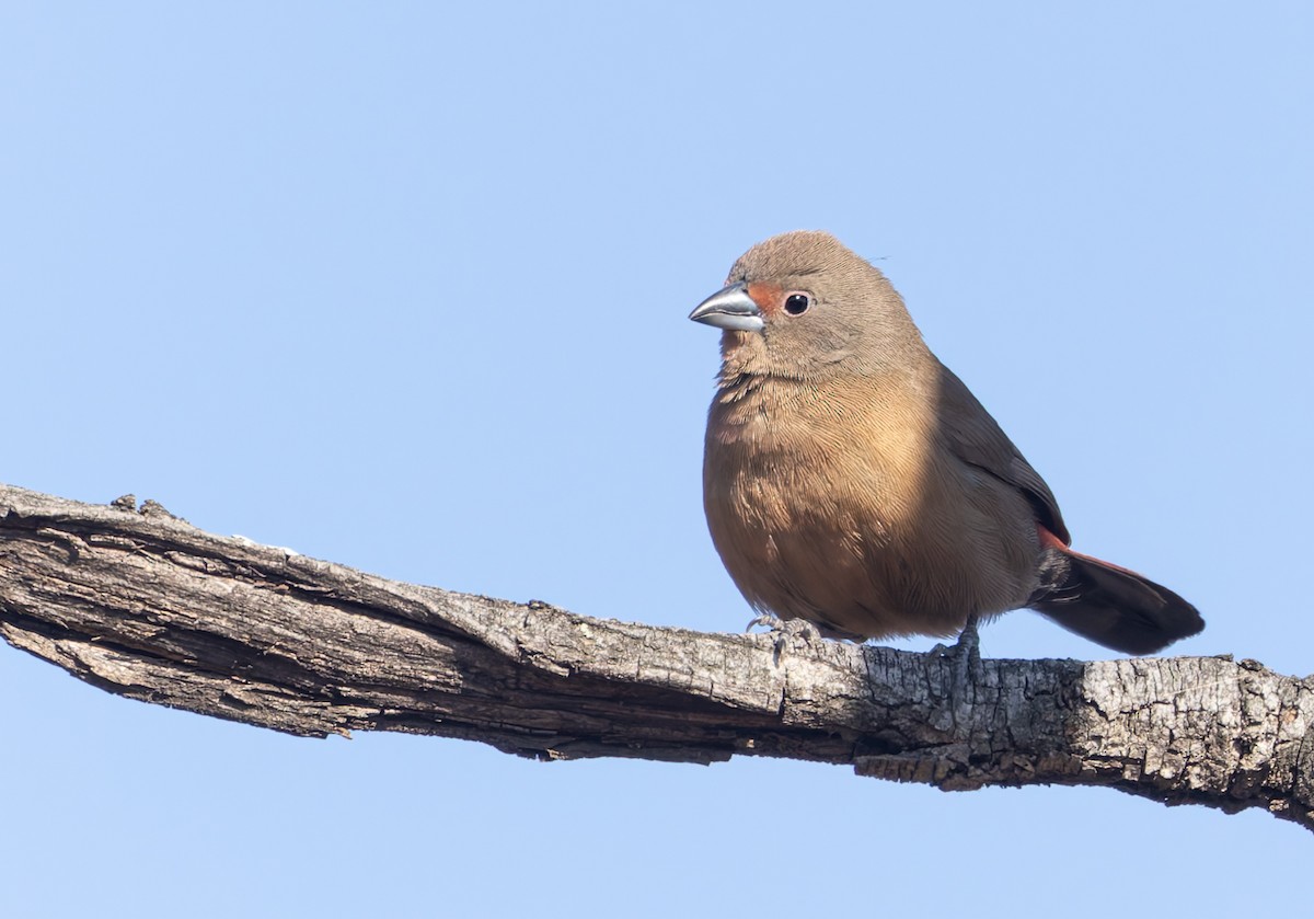 Jameson's Firefinch - ML642769492
