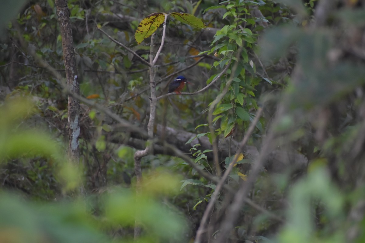 Blue-eared Kingfisher - ML642769493