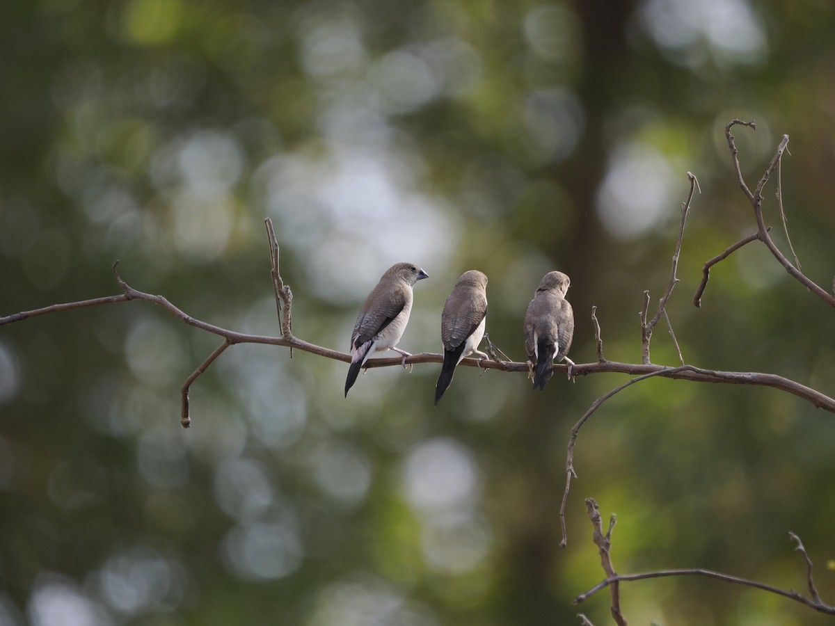African Silverbill - ML642769507
