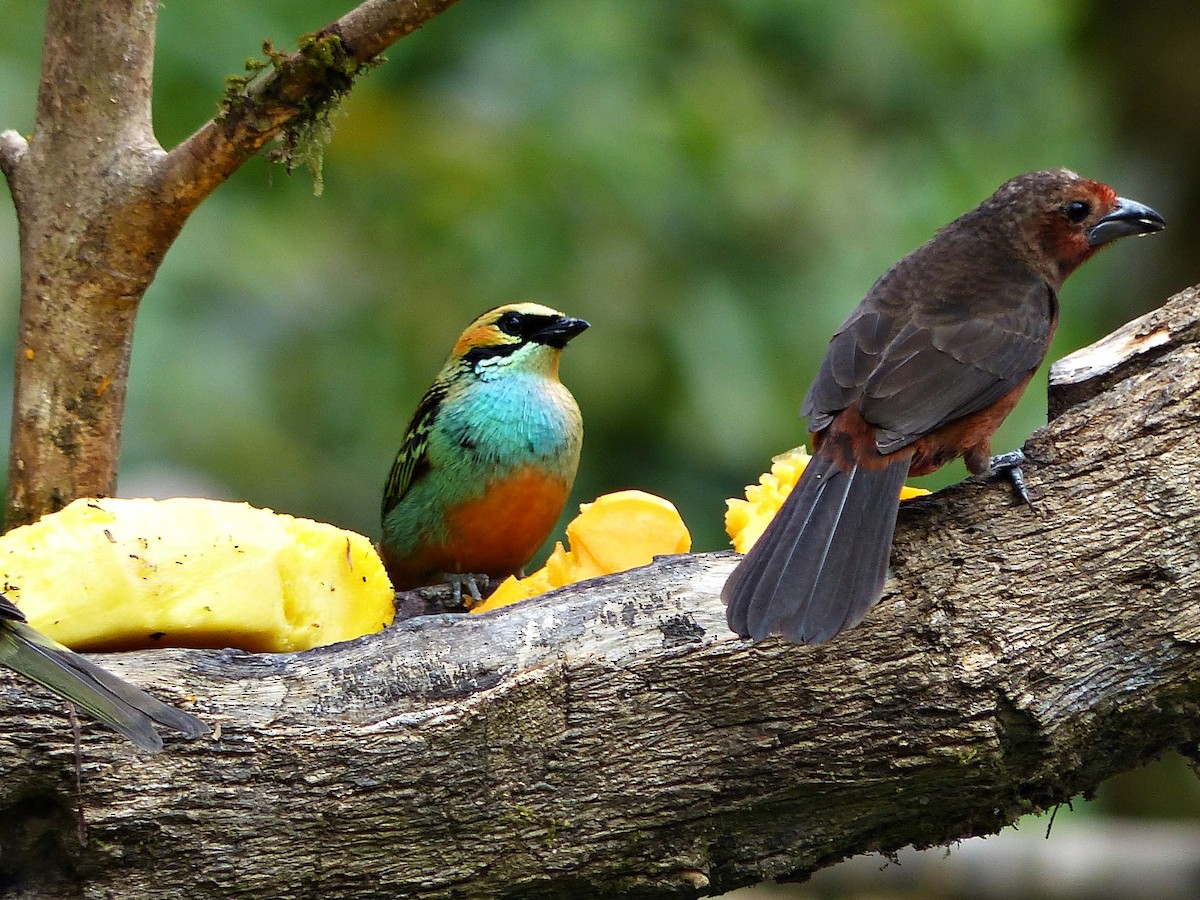 Golden-eared Tanager - ML642769508