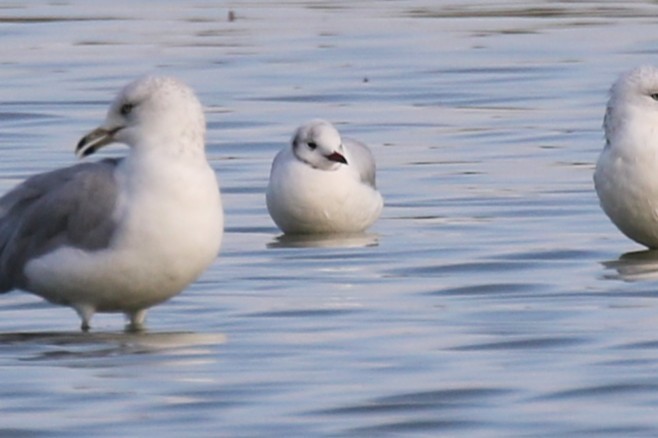Black-headed Gull - ML642769528