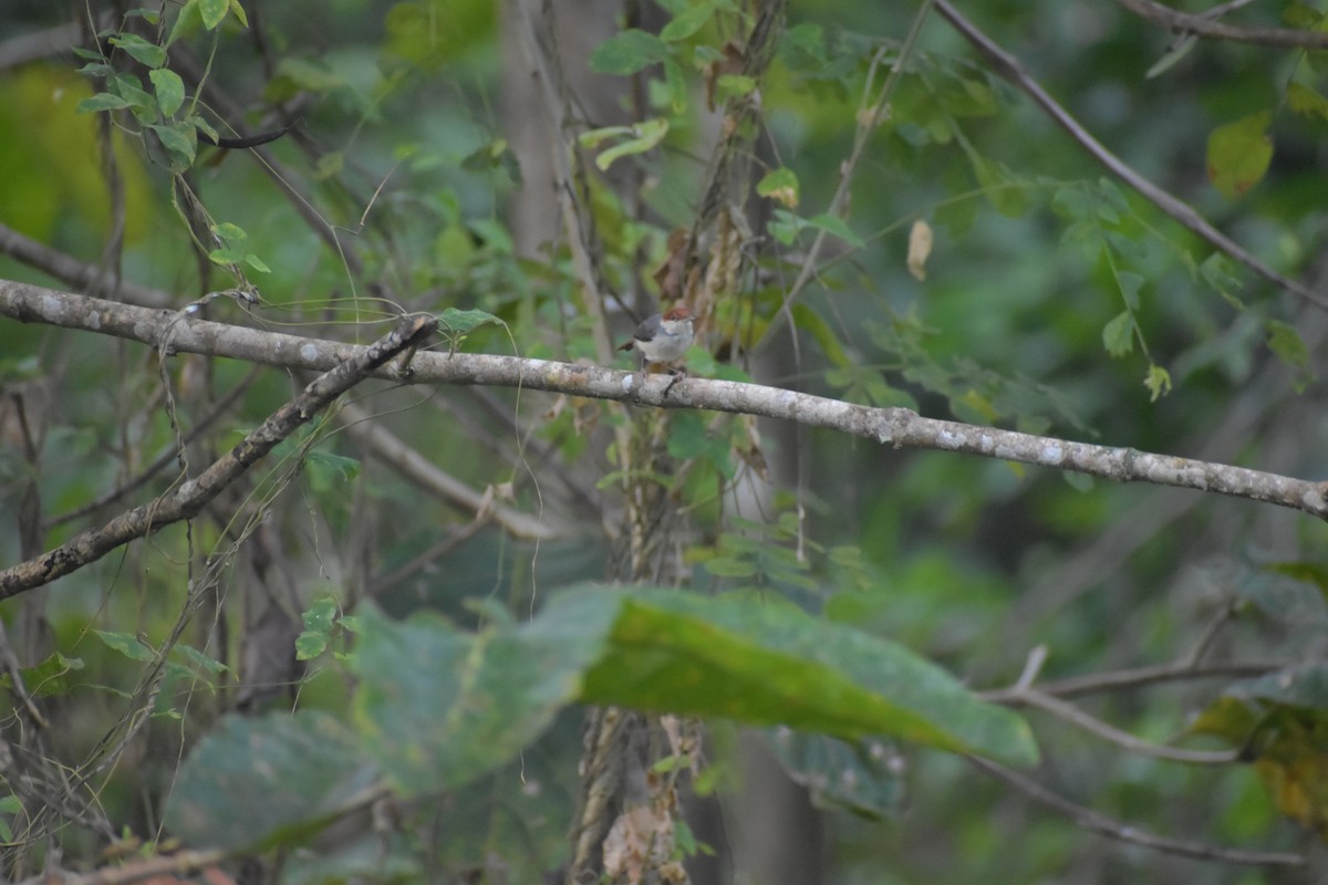 Rufous-tailed Tailorbird - ML642769534