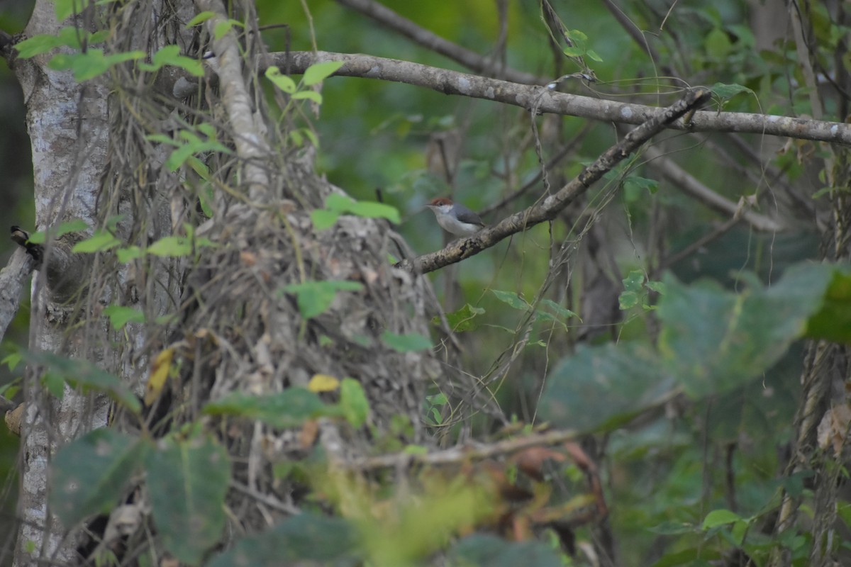 Rufous-tailed Tailorbird - ML642769535
