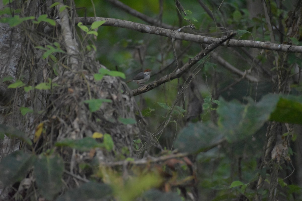 Rufous-tailed Tailorbird - ML642769536