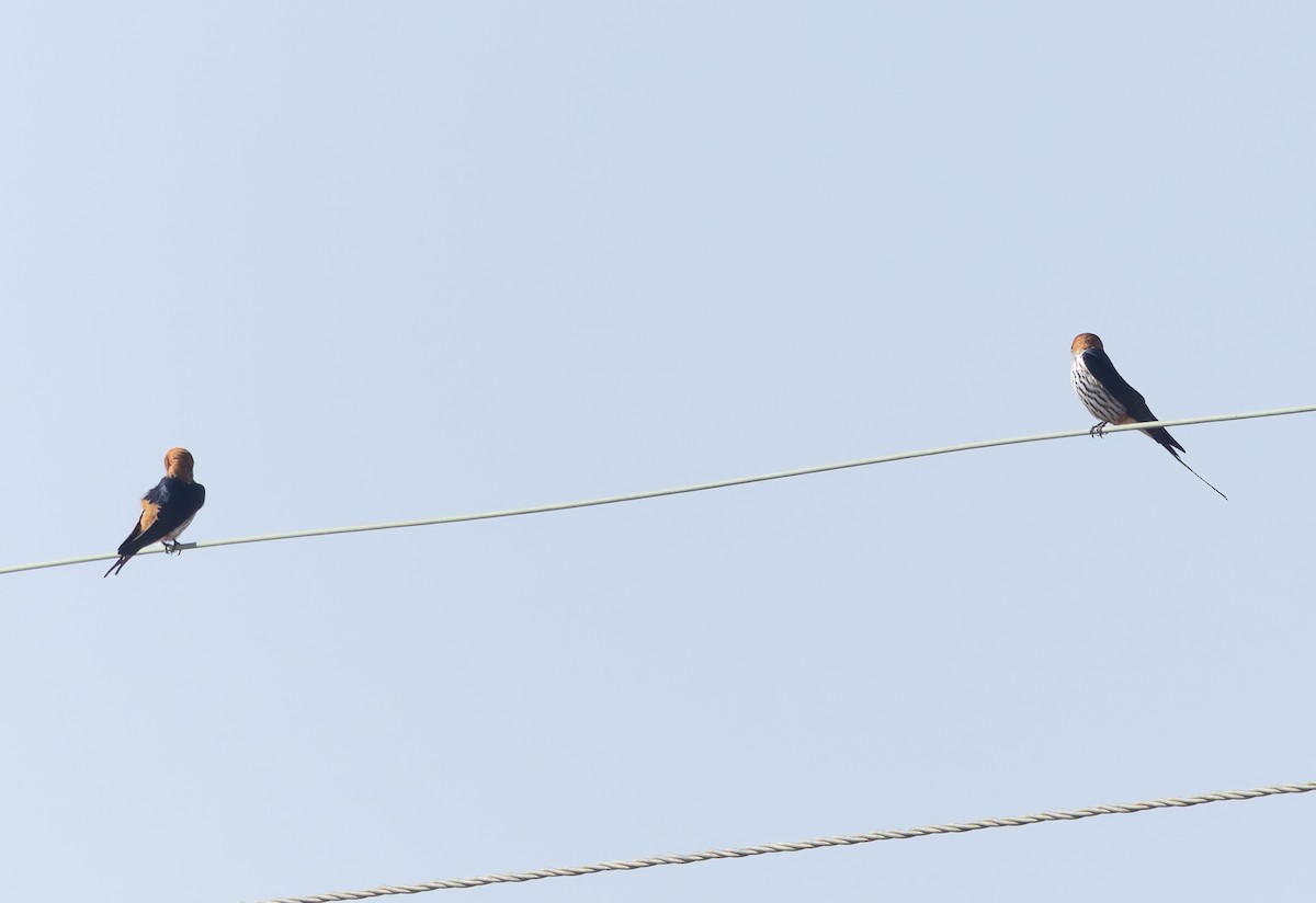 Lesser Striped Swallow - ML642769537