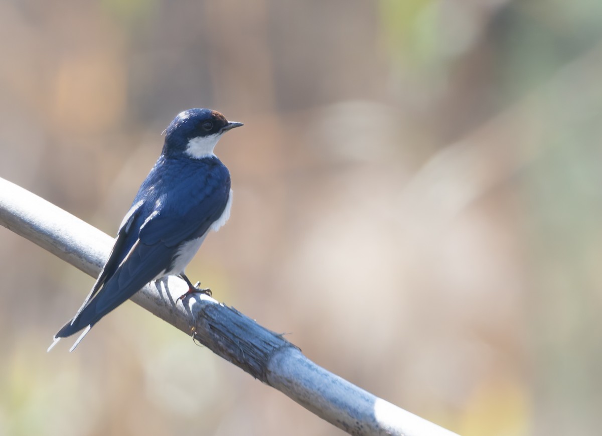 White-throated Swallow - ML642769548
