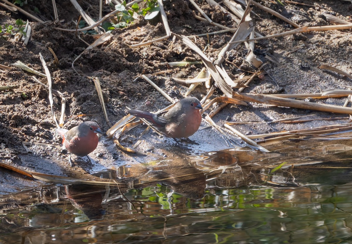 African Firefinch - ML642769549
