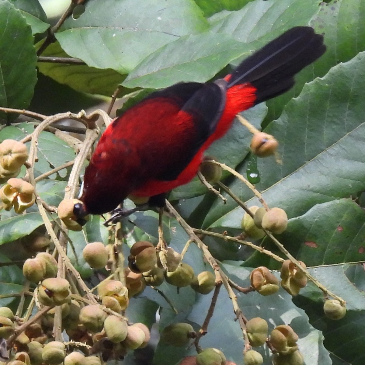 セアカフウキンチョウ - ML642769567