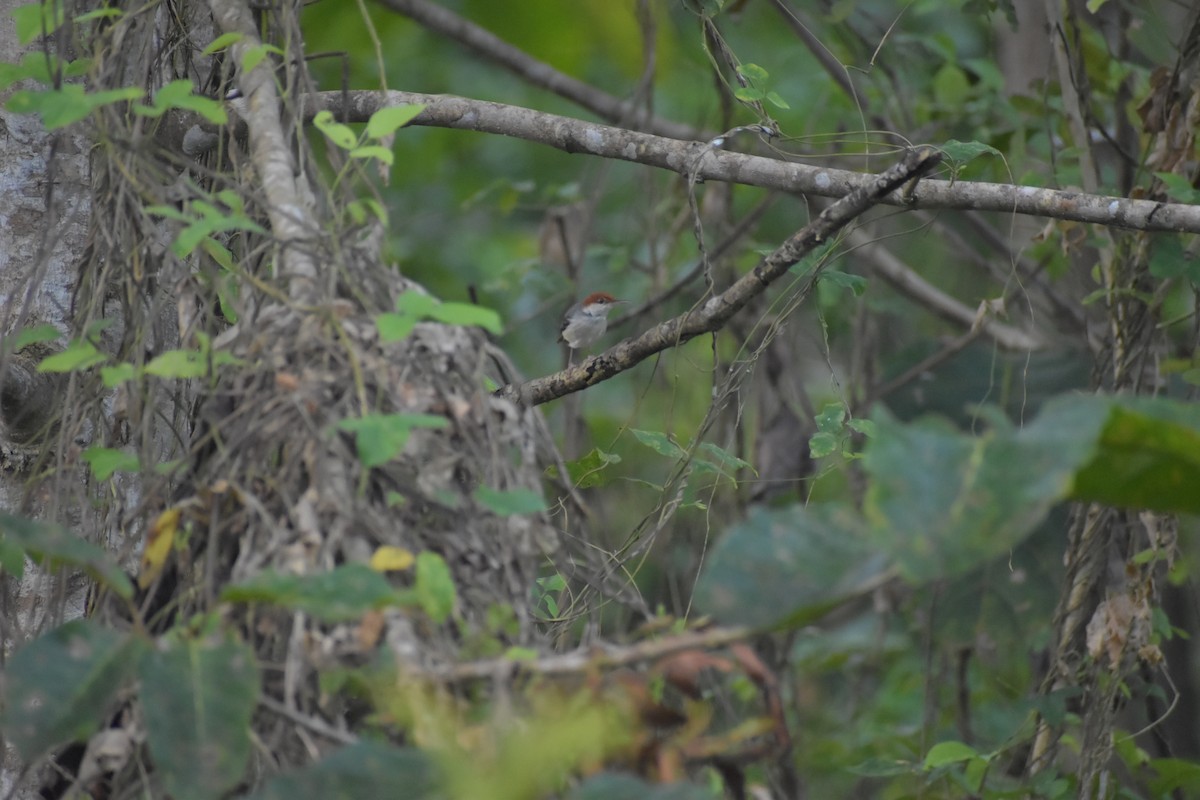 Rufous-tailed Tailorbird - ML642769585