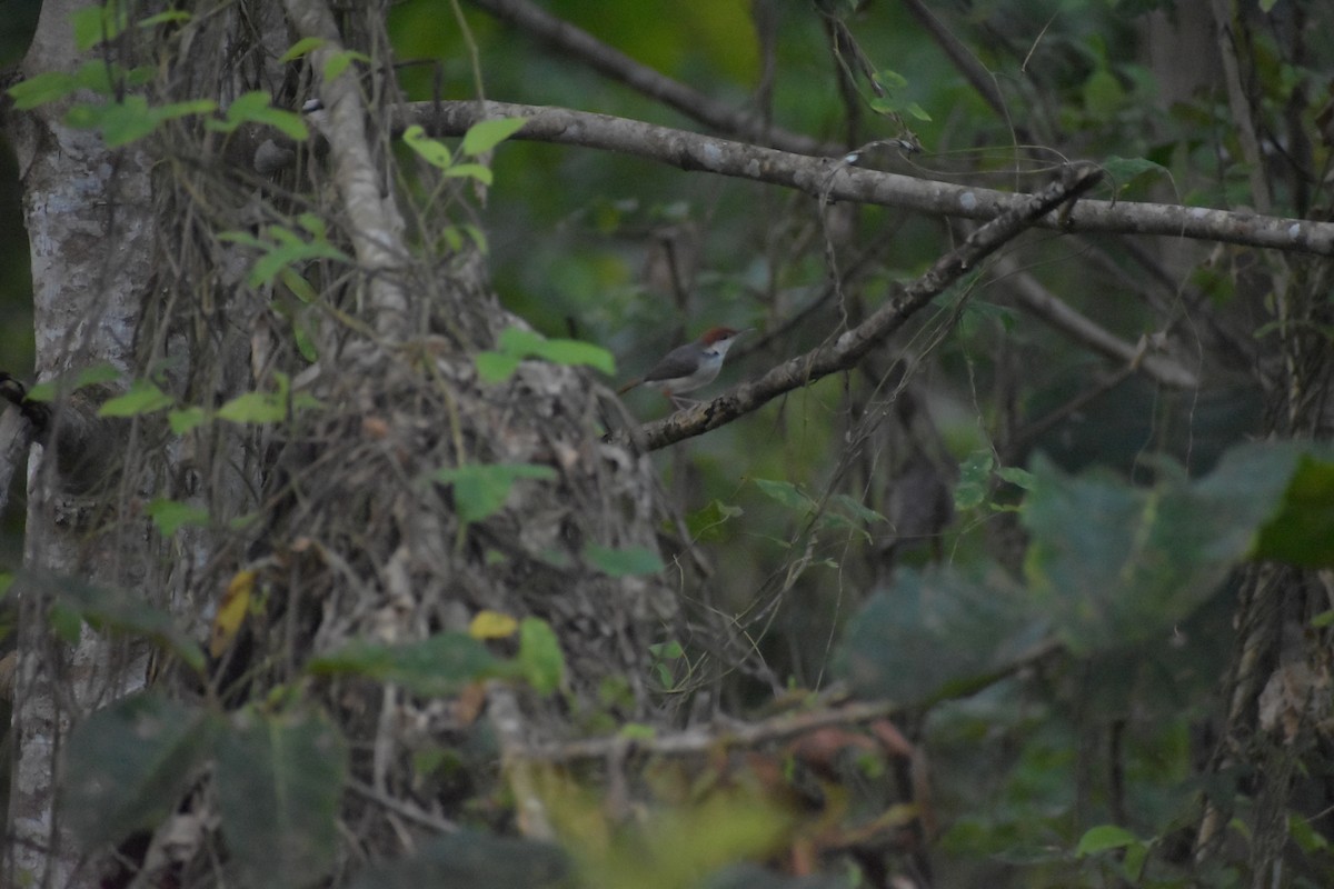 Rufous-tailed Tailorbird - ML642769586