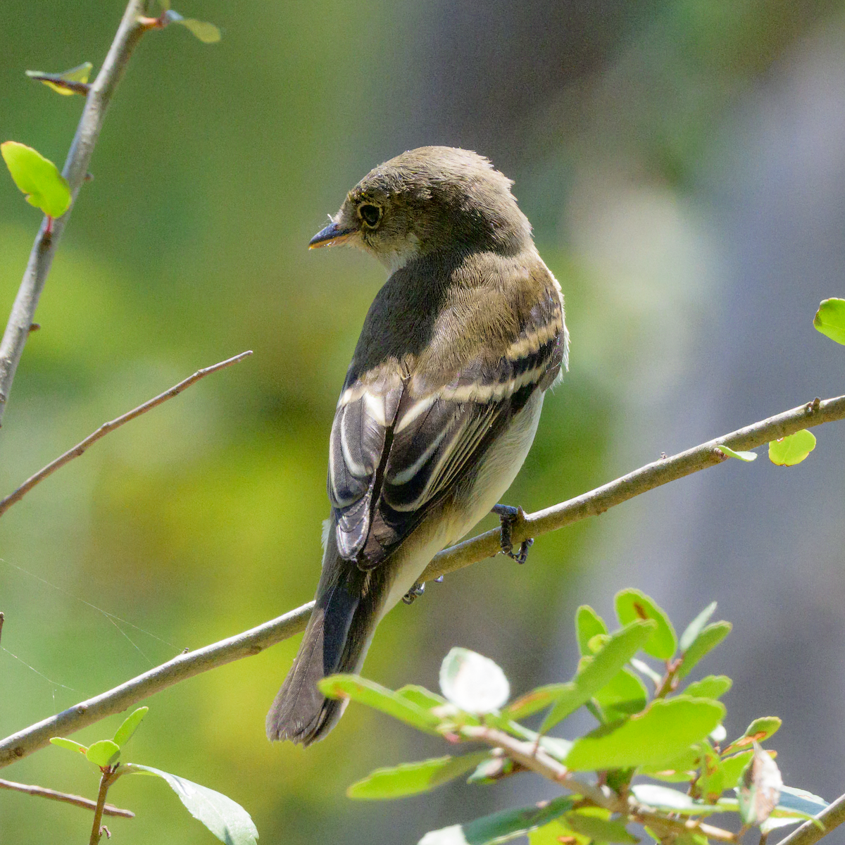 Willow Flycatcher - ML642769597