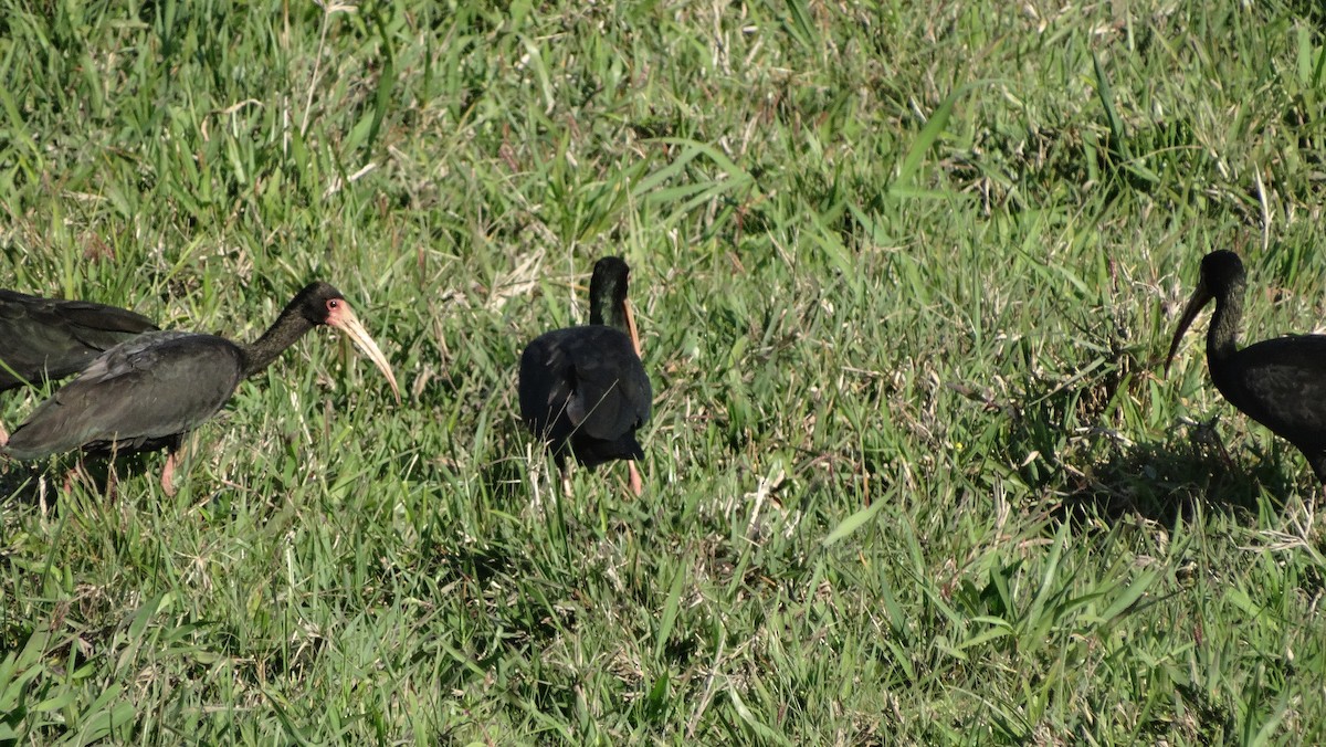 Bare-faced Ibis - ML642769600