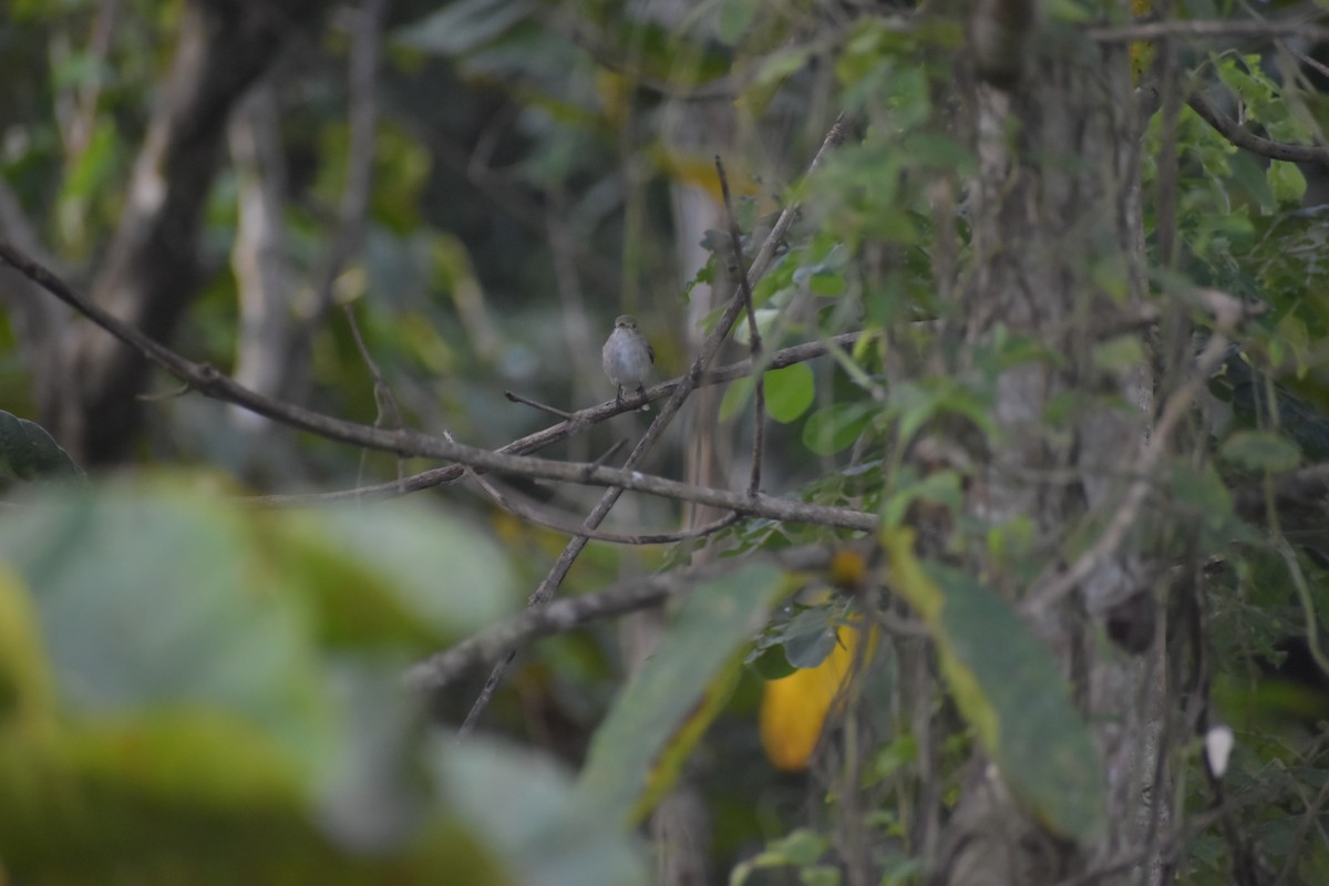 Asian Brown Flycatcher - ML642769633