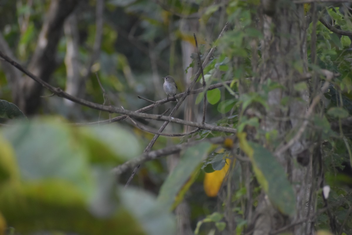 Asian Brown Flycatcher - ML642769634